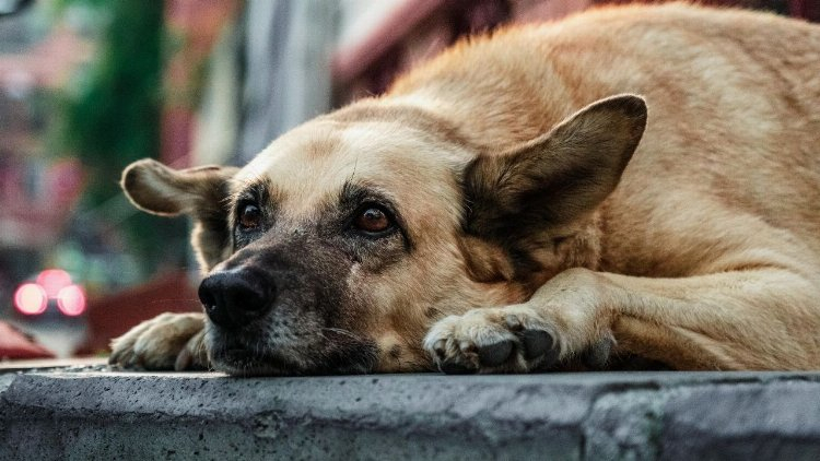 başıboş köpekler