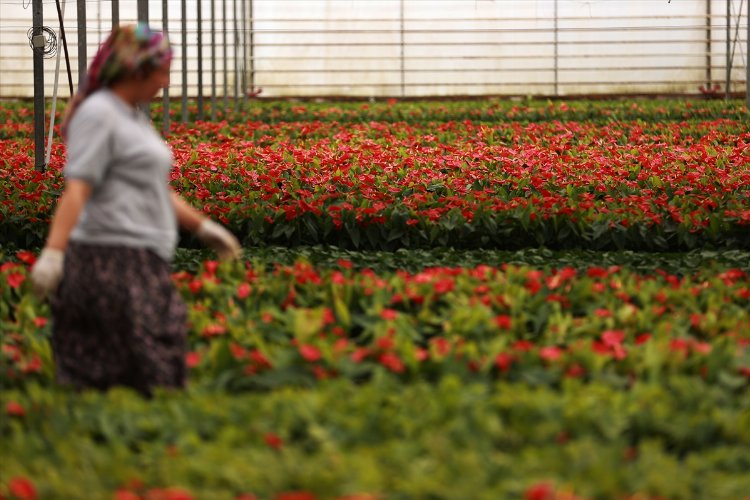 Flora Çiçekçilik Üretim ve Pazarlama Kooperatifi