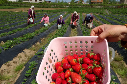 Kurşunlu çileğinde hasat sezonu başladı