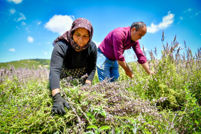 Mersin'de Silifkeli üreticiler, ada çayı fidesiyle hasada başladı