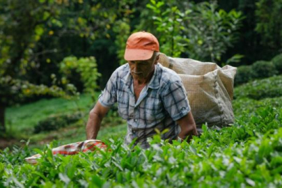 ÇAYKUR alım kontenjanında son değişiklik: Çay alım kontenjanı 25 kilograma çıktı