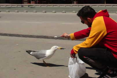 Kocaeli'de martı, tekel bayisinin sadık ziyaretçisi haline geldi