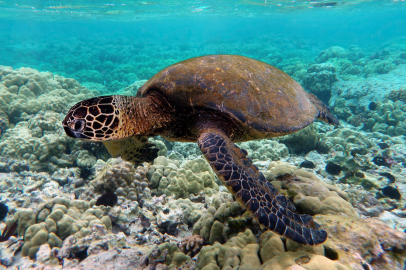 Yeşil deniz kaplumbağalarından sevindirici haber