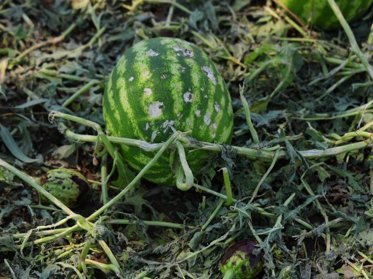 dolu yağışı 