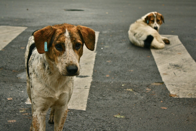 Hatay'da köpek saldırısında yaralanan kadın sahipsiz hayvanların toplatılmasını istiyor