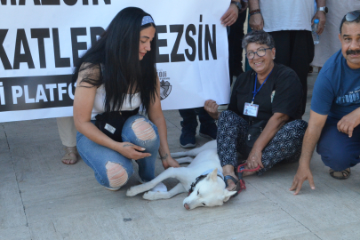 Sokak hayvanları için, bebek arabasında köpeğini getirdi