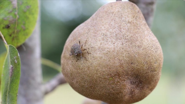 kahverengi kokarca nedir