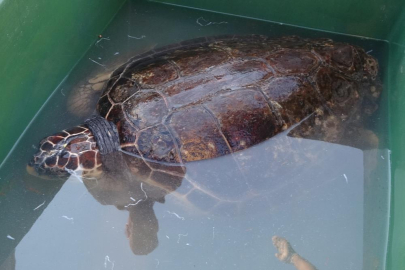 Yaralı bulunan 50 yaşındaki 'Caretta Caretta' tedavi edilerek yeniden denize kavuştu