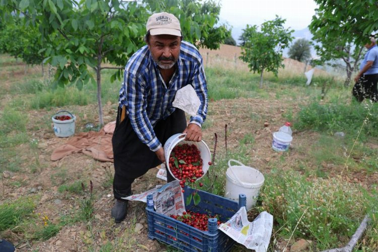 kiraz üretimi