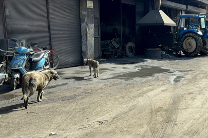 Adana'da sahipsiz köpeklerin çocuğa saldırısı kamerada