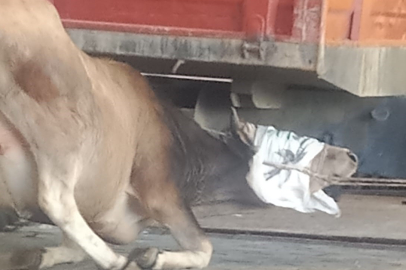 Havran'da kaçan kurbanlık dana traktör römorkunun altında yakalandı