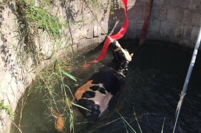 Hatay'da su kuyusuna düşen inek vinçle kurtarıldı