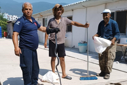 Hatay'da konteynere giren yılan İtfaiye tarafından yakalandı