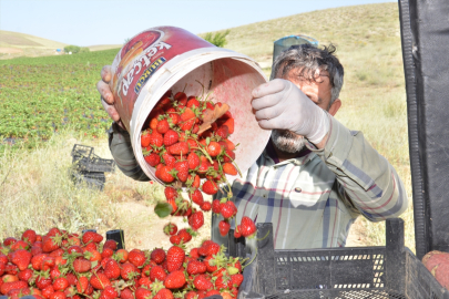 Kahramanmaraş'ın kıraç toprakları çilek üretimiyle canlanıyor