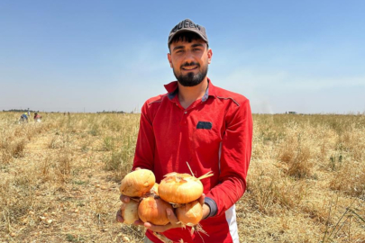 Mardin'in Kızıltepe ilçesinde ücretsiz dağıtılan soğanlar vatandaşları tarlaya akın ettirdi