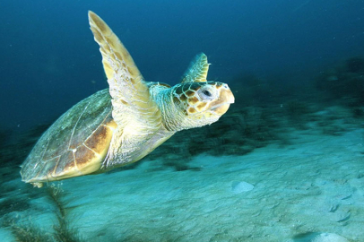 WWF Türkiye-Doğal Hayatı Koruma Vakfı'dan deniz kaplumbağası çağrısı