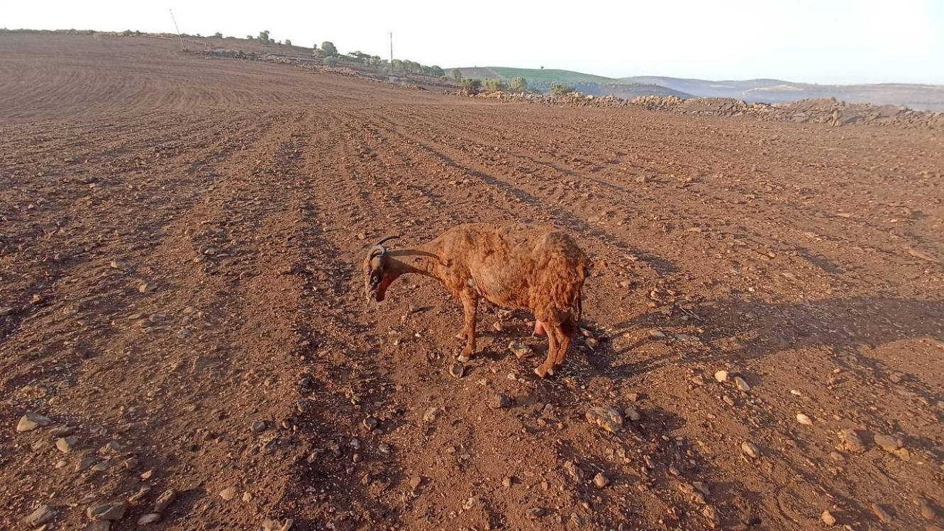 mazıdağı yangın