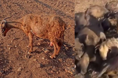 HAYTAP, Mardin ve Diyarbakır kırsalındaki yangın bölgesinde can kurtarma çalışmalarına başladı