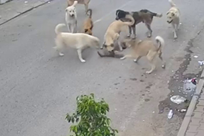 Hatay'da 8 sokak köpeği kediyi telef etti