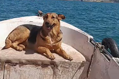 Tokat'ta sokak köpeğinin sandal gezintisi sosyal medyada ilgi gördü