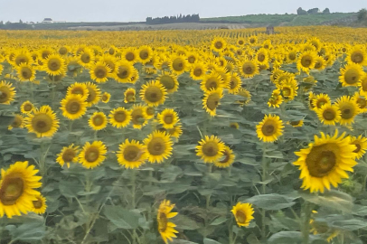 Demirtaş köyünde ayçiçekleri görsel şölen sunuyor