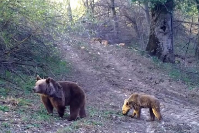 Uludağ'da fotokapanlarla görüntülenen yaban hayvanları, göz kamaştırıyor