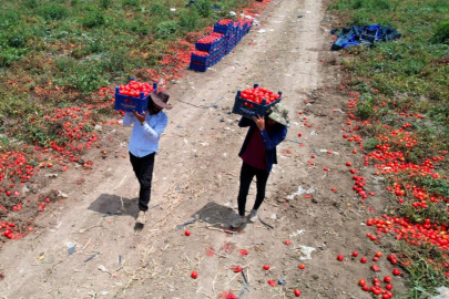 Adana'da turfanda domates rekoltesi artıyor