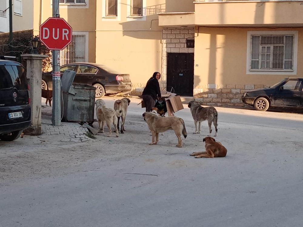 sokak hayvanları 