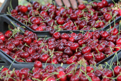 Kahramanmaraş'ta kiraz üreticisi: Bahçemizdeki kiraz 27.5 lira, markette 60 lira