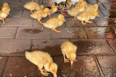 Adana Baraj Yolu'nda ördek yavruları  vatandaşların ilgi odağı oldu