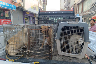 Hatay Samandağ'da sahipsiz köpekler aşılama ve kısırlaştırma için toplanıyor