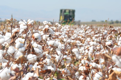 Adana'da denim firması, rejeneratif pamuk üretimi için çiftçilerle işbirliği yapıyor