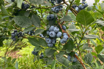 Artvin'de yaban mersini hasadı başladı