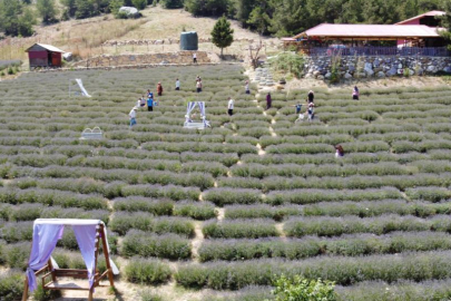 Adana Feke'de kadınlar tarafından kurulan lavanta bahçeleri turistleri cezbediyor