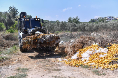 Mersin'de Akdeniz meyve sineği için biyosidal mücadele başladı