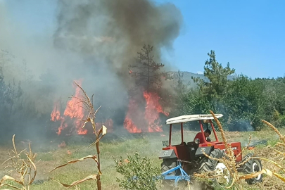 Adana'da çıkan anız yangını zeytinlik ve ormanlık alana sıçradı