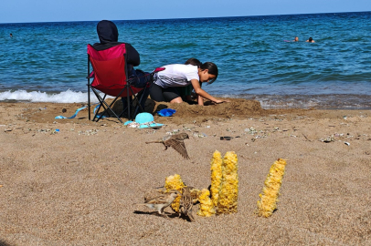 Mersin plajlarında mısır koçanları kule oluyor, serçeler doyuyor