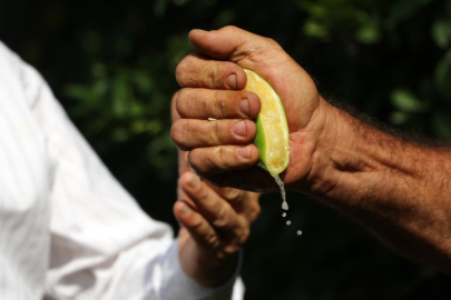 Yüreğir Ziraat Odası Başkanı Mehmet Akın Doğan: Limon'da erken hasat ekonomik kayba neden olur