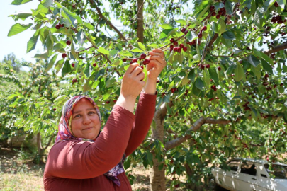 Adana Saimbeyli'de kiraz hasadı başladı