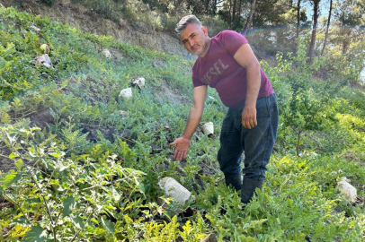 Hatay'da karpuz hasadı başladı