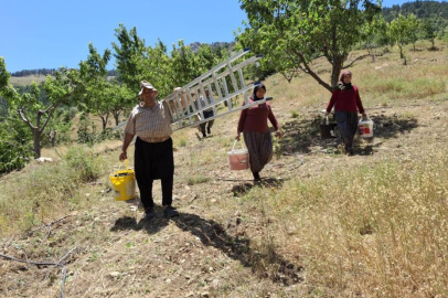 Sıcak hava kiraz hasadını erken tamamlattı