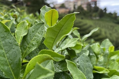 ÇAYKUR'dan yaş çay alımı ve kontenjan uygulaması açıklaması