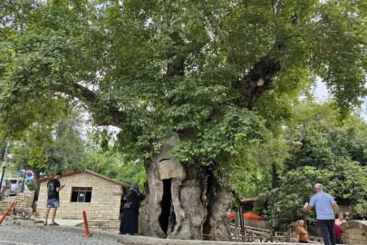 Hatay'ın kutsal mirası: 3 bin yıllık "Musa Ağacı" dev cüssesiyle ilgi uyandırıyor