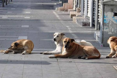 Sokak hayvanları için yeni düzenleme: Ötanazi, sahiplendirme teşviki, belediyelere yetki ve ceza artışı...