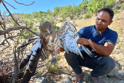 Mersin'de yaralı bulunan kartal tedavi altına alındı