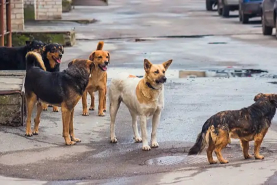 MASAK, sokak köpeği sorununu büyüten mama lobisini deşifre etti: MASAK 67 milyon lira suç geliri tespit etti