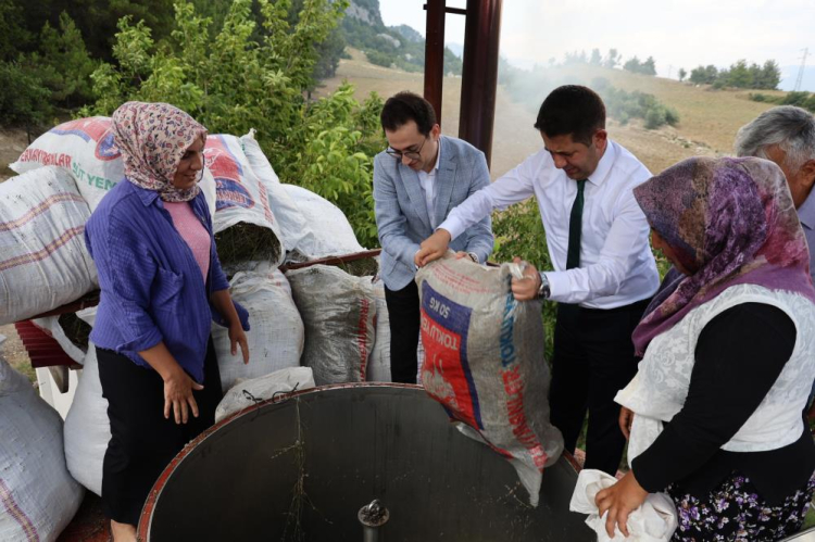 Adana Feke'de lavanta hasadı geleneksel yöntemlerle başladı 3