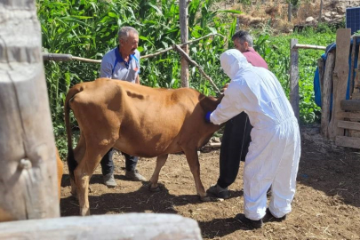 Adana'nın Feke ilçesinde şarbon alarmı: Köy karantinaya alındı, hayvan giriş-çıkışları yasaklandı