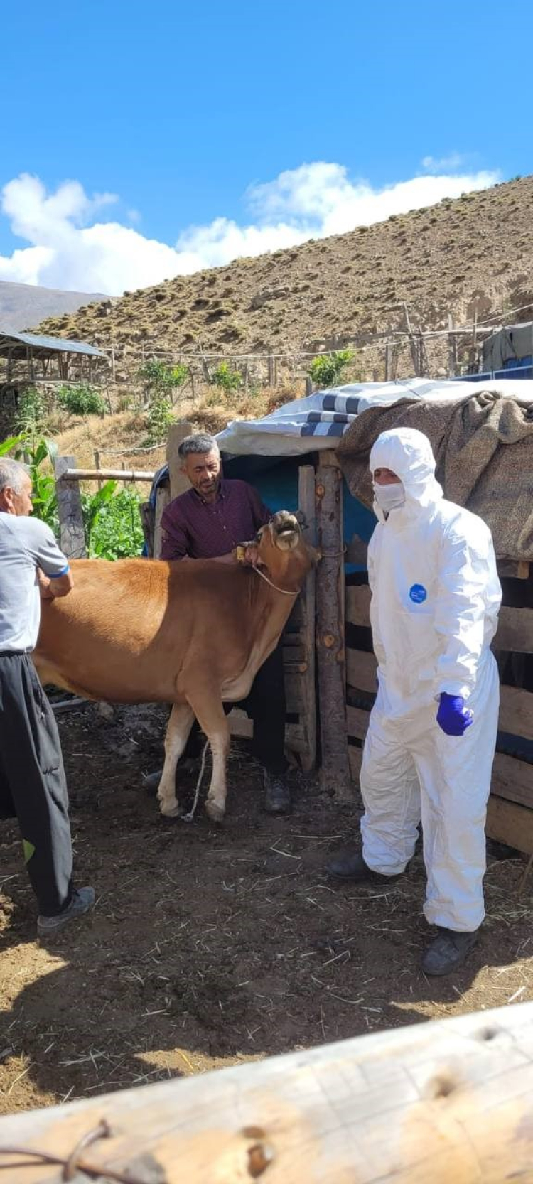 Adana'nın Feke ilçesinde şarbon alarmı Köy karantinaya alındı, hayvan giriş-çıkışları yasaklandı 3