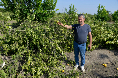 Limon ağaçlarını kesen çiftçi, domateslerden de zarar etti